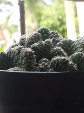 Mini cactus in rustic pot Stock Photos