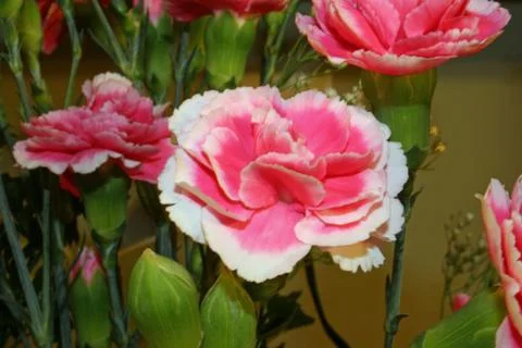 Mini Carnations Stock Photos