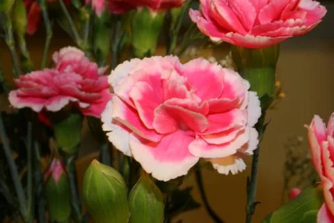 Mini Carnations Stock-Fotos