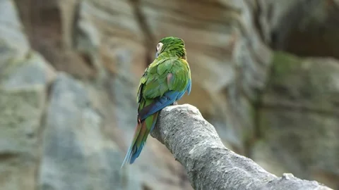 Mini chestnut-fronted macaw, severe macaw (ara severus) perched on chopped Stock Footage 268325984