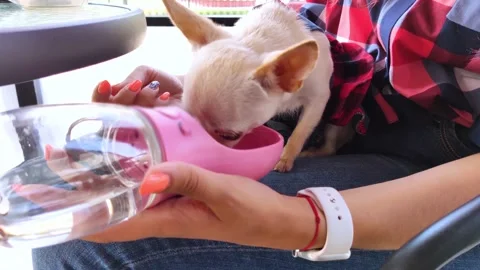 A mini chihuahua sits on the lap of its owner and drinks water from a dog drinke Stock Footage 159969040