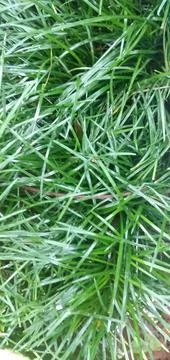 Mini Chinese Grass Stock Photos