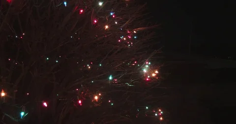 Mini Christmas Lights on a Bush Stock Footage 84018407