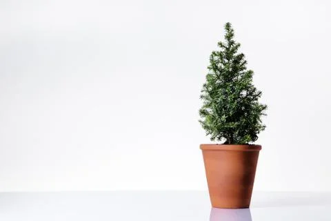 Mini christmas tree Stock Photos