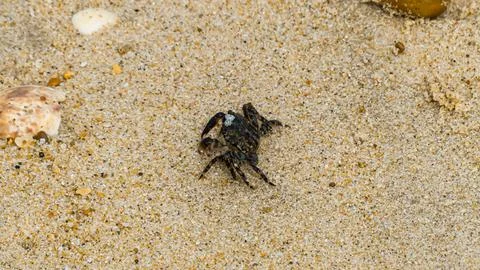 A mini crab lying on the sand in macro Stock Photos
