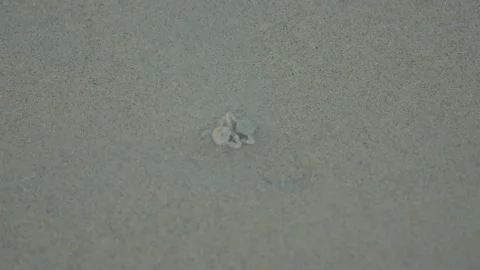 Mini crab scene. Detailed view of miniature crab nestled in beach sands Stock Footage 332932123