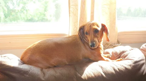 Mini Dachshund Stock Footage 51826898