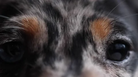 Mini dachshund puppy blinking tri colour dapple Stock Footage 171909584