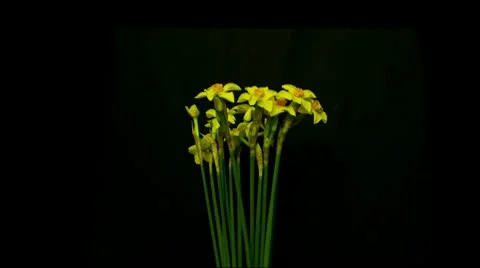 Mini daffodil bloom and die 10 seconds wide Stock Footage 10798915