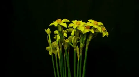 Mini daffodil bloom and die 10 seconds mid Stock Footage 10798922