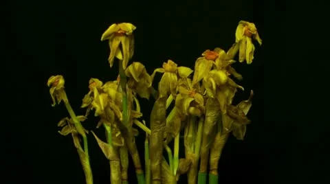 Mini daffodil bloom and die 10 seconds cu reverse Stock Footage 10798927