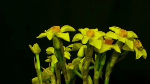 Mini daffodil bloom and die 10 seconds cu Stock Footage