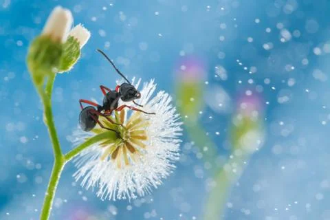 Mini dandelion with ant Stock Photos