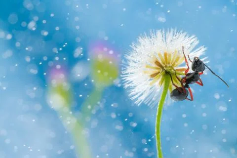 Mini dandelion with ant Stock Photos