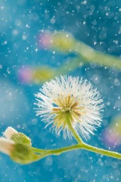 Mini dandelion Stock Photos