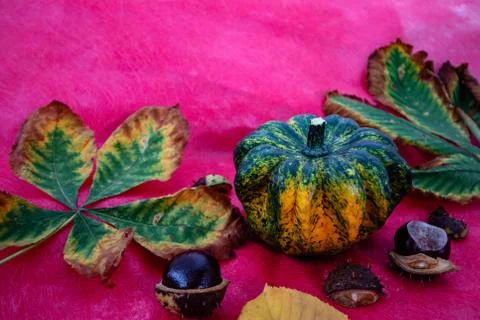 Mini decorative speckled squash on the background. Stock Photos