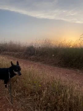 Mini Doberman at Sunset on a Rural Path, Avgorou, Cyprus  Scenic Countrysid.. Stock Photos