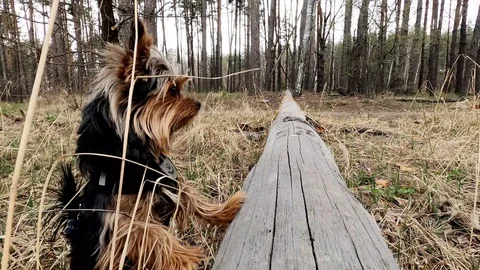 The mini dog runs around the forest and is curious about its surroundings. Stock Footage 128123314