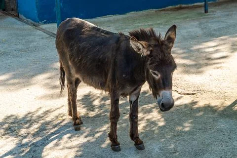 Mini donkey in the aviary of the lion park Taigan. Stock Photos