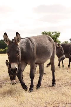 Mini Donkey Stock Photos