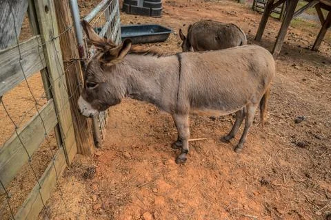 Mini donkeys in a pen Foto stock