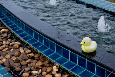 Mini duck doll by at edge of pool Stock Photos