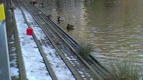 Mini DV - Stuttgart 2010: Fuersee Ducks On The Edge Of The Pond Stock Footage 104976216