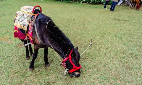 Mini dwarf horse graze Stock Photos