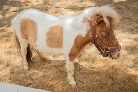 Mini dwarf horse Foto stock