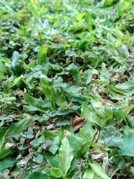 Mini elephant grass Stock Photos
