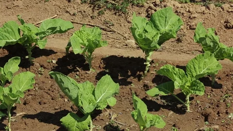 MINI FARM CABBAGE Видео 306703991