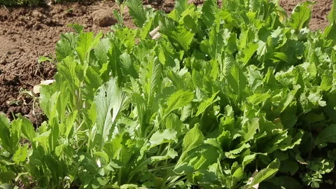 MINI FARM VEGETABLES Stock Footage 306704074
