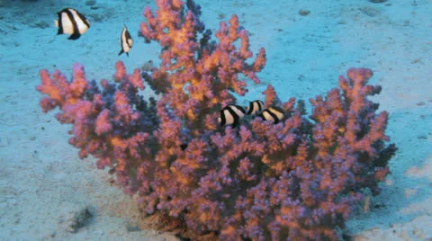 Mini fish at the coral fingers Stock Footage 22707491
