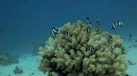 Mini fish at the coral reef Vídeos de archivo 22721601