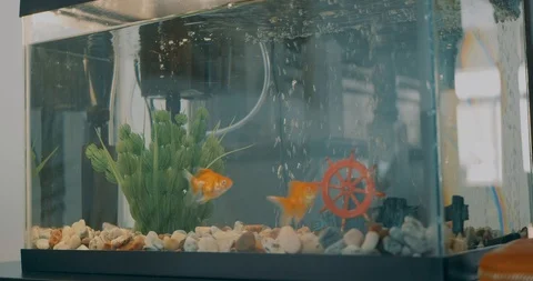 Mini Fish Tank Stock Footage