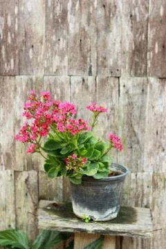 Mini flowe Stock Photos