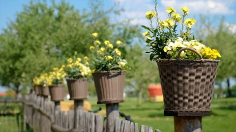 Mini flower beds on the fence. Selective focus. Stock Footage 224083295