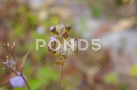 Mini flower at the foot of the hill at china Stock Photos