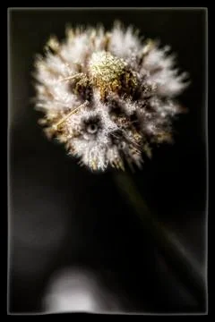 Mini Flower Stock Photos