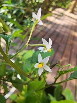 Mini flower Stock Photos