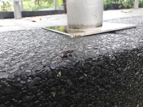 Mini frog 스톡 사진