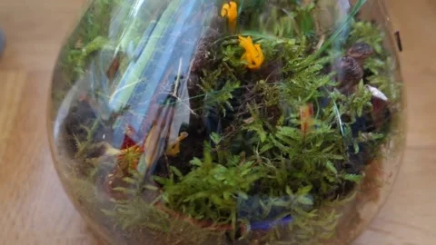 Mini garden with moss in a glass bottle Stock Footage 239734090