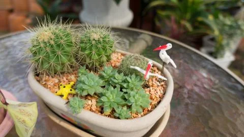 Mini garden Stock Photos