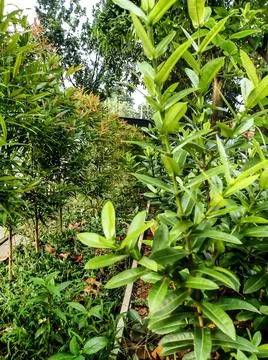 Mini garden Stockfoto's