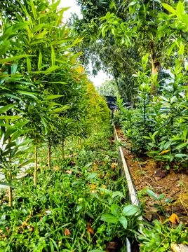 Mini garden Stockfoto's