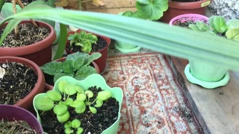 Mini-garden of plants 動画素材 156332097