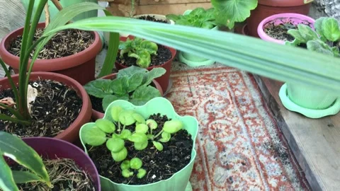 Mini-garden of plants 動画素材 156332108