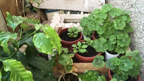 Mini-garden of plants 動画素材 156332112