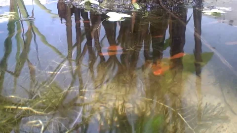 Mini garden pond. Stock Footage 86979171