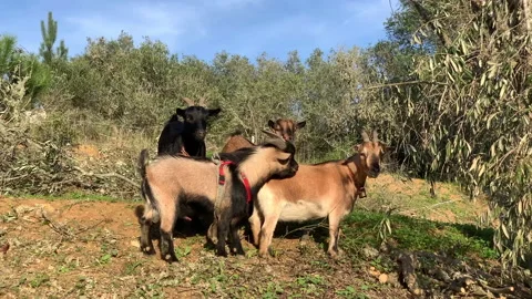 Mini Goats Video stock 226999327